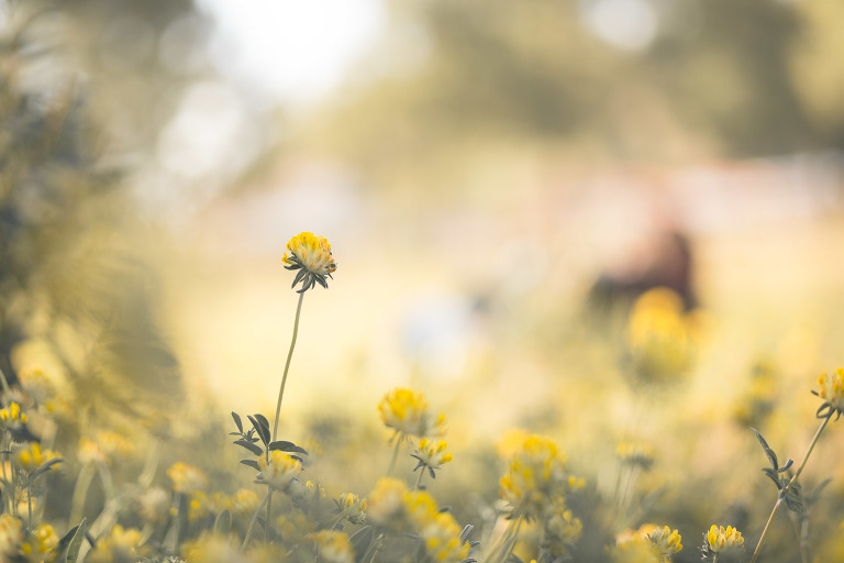 preboda-aroa-jaione-9